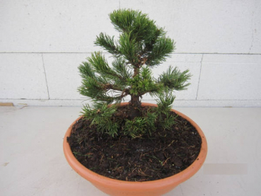 Pinus densiflora Edsal Woo3